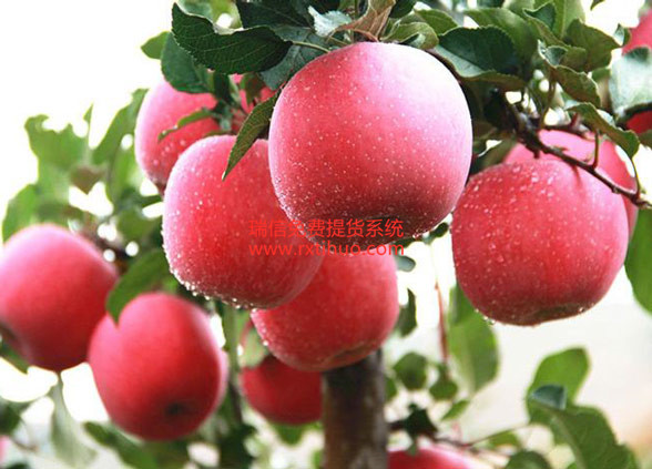 静宁县润园果业发展有限公司上线礼券提货系统软件(图2)